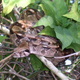 Una boa constrictor en su hábitat natural